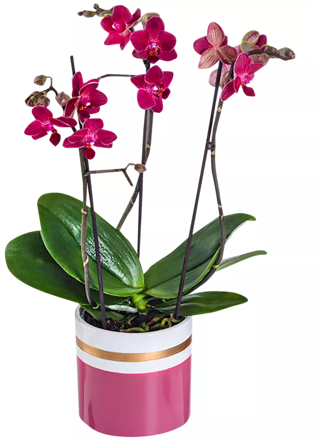Phalaenopsis Multi