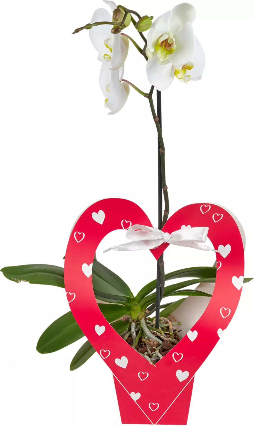 Phalaenopsis