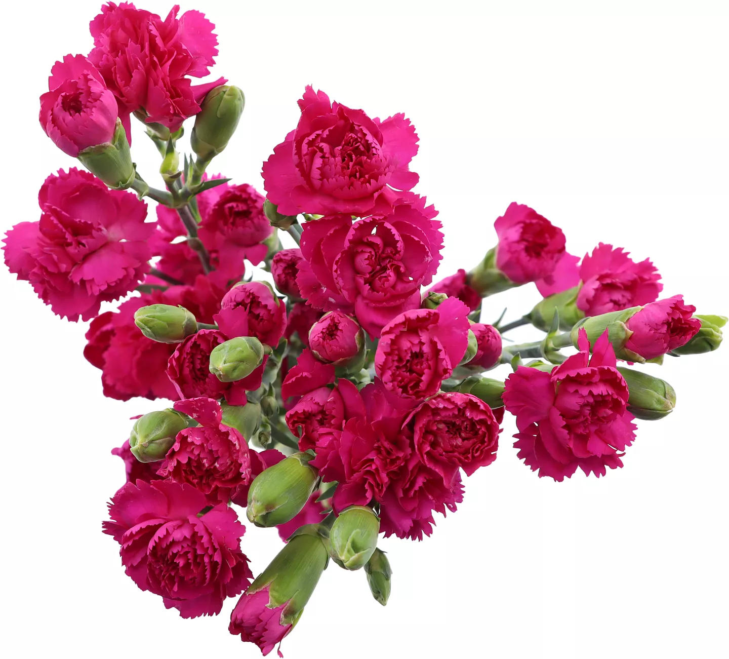 Buchet Garoafe 7