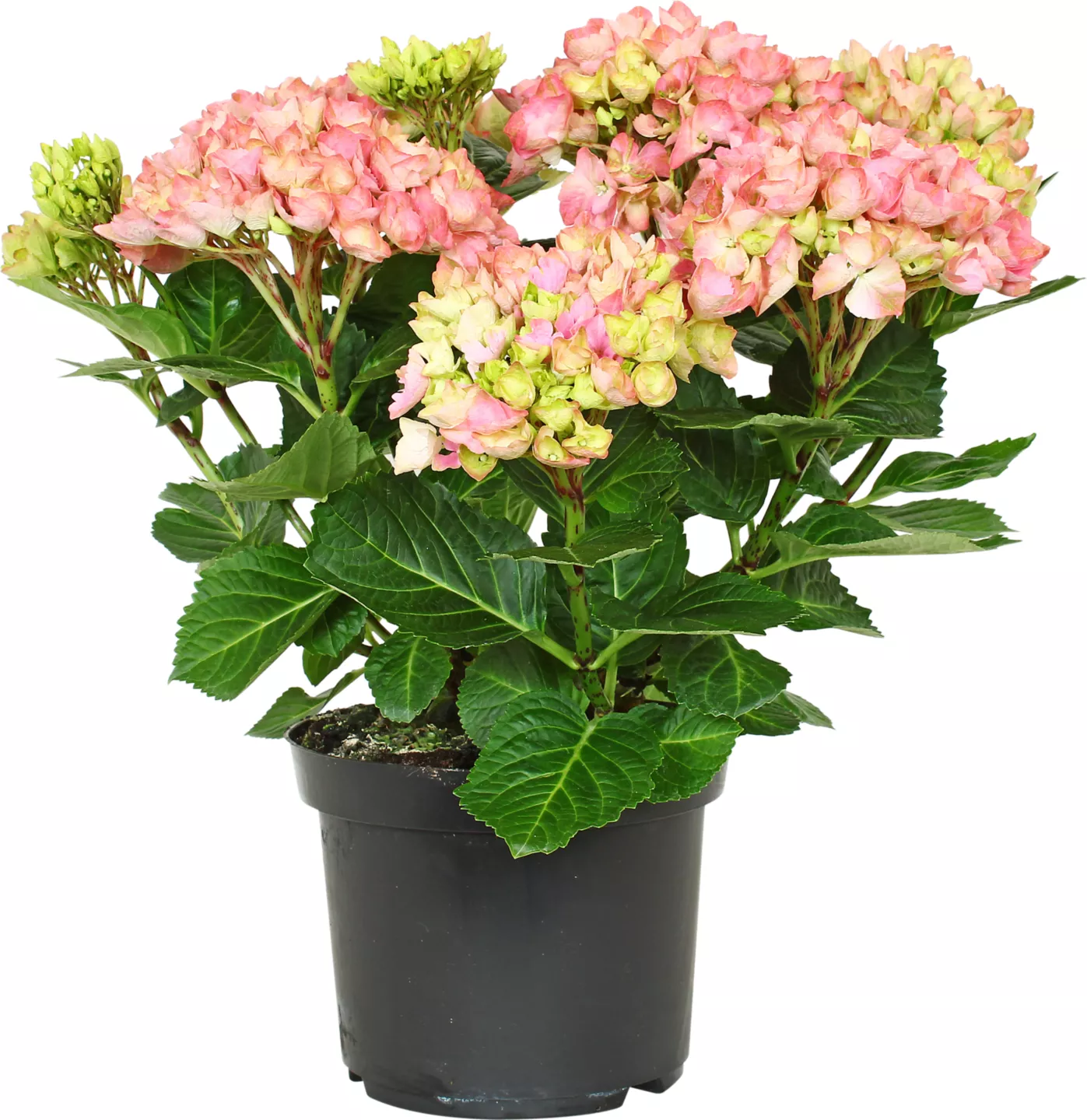Hortensia 23 cm