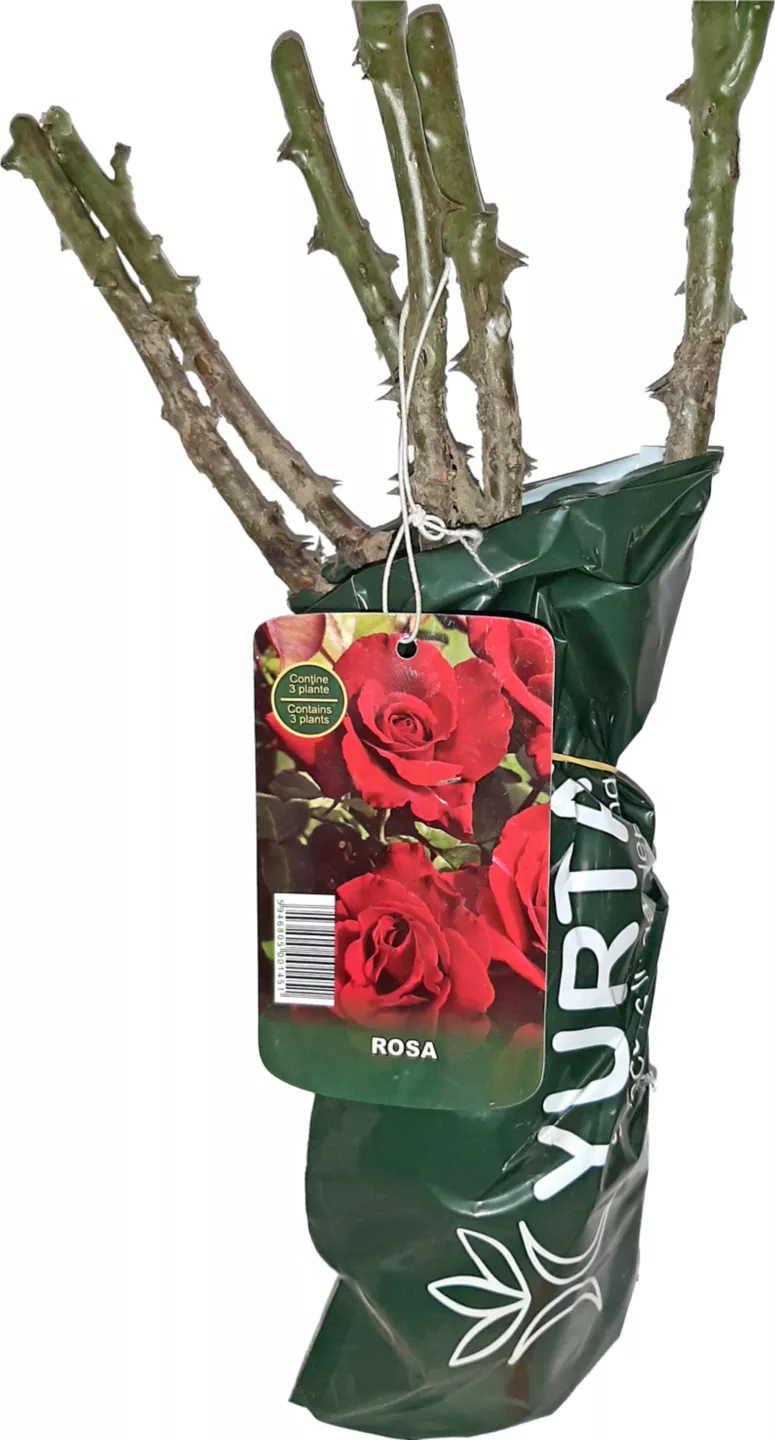 Rosa 3 buc Butasi