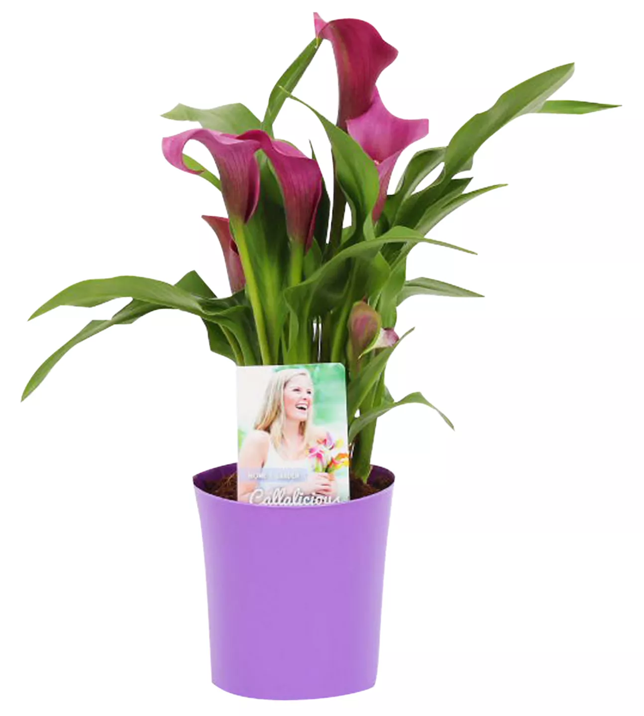 Calla vas deco Calla vas deco