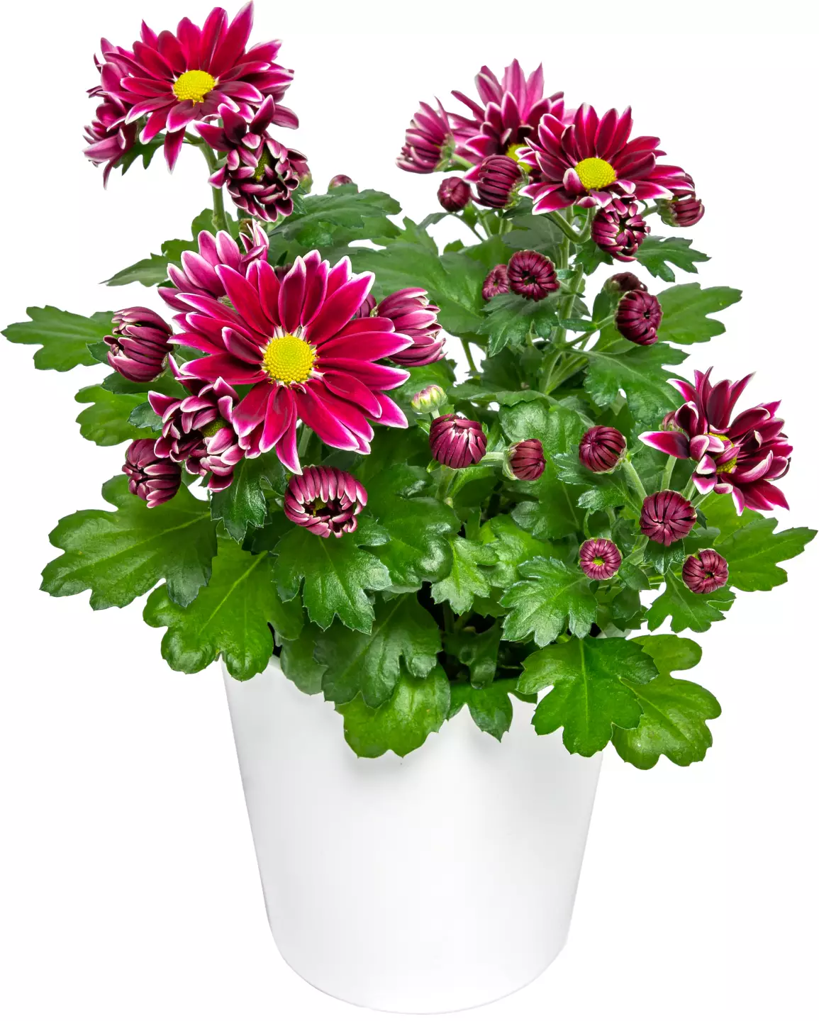 Crizantema mix 12 cm buc