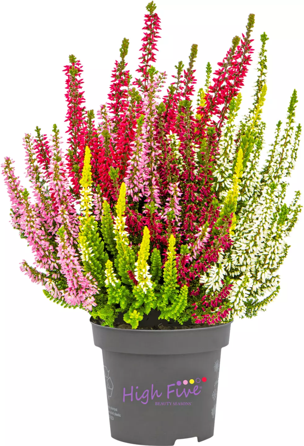 Calluna 13cm