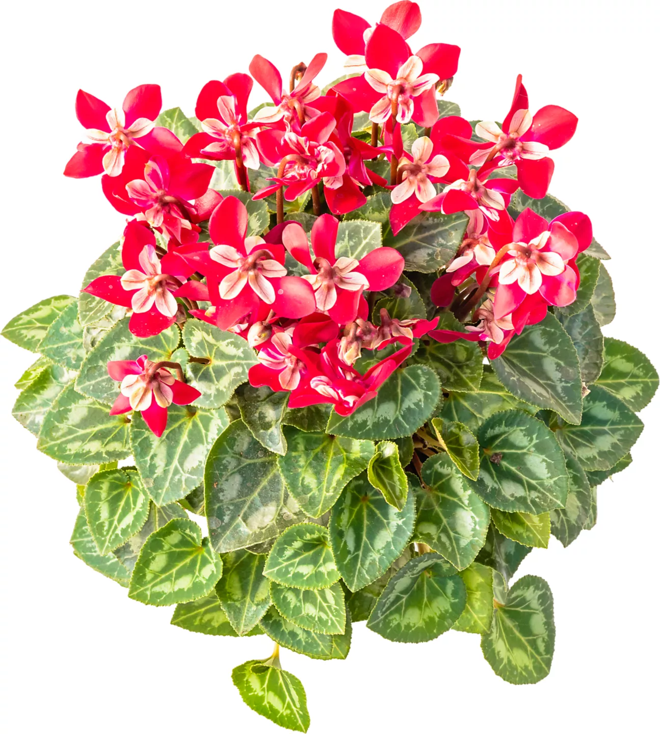 Cyclamen Ro 12 cm
