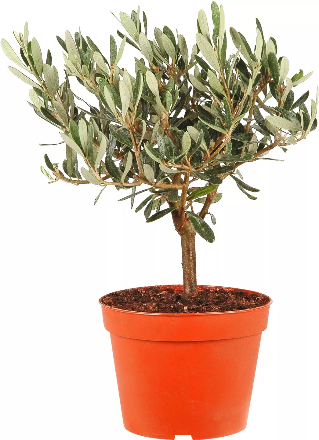 Maslin 14 cm
