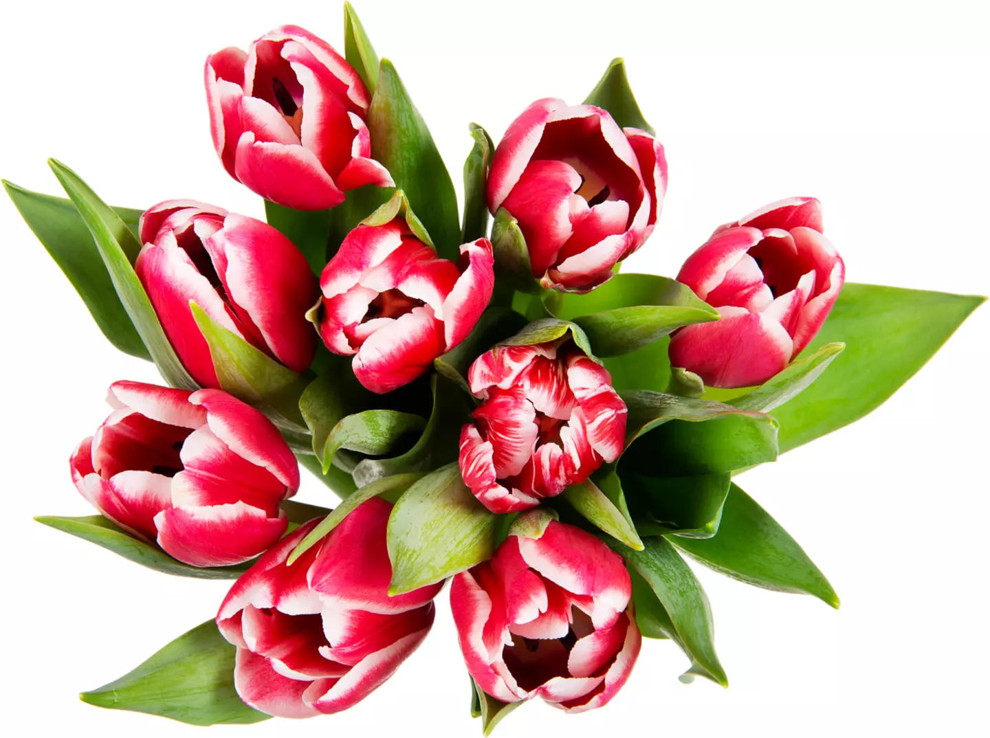 Buchet Lalele 9 2 cl