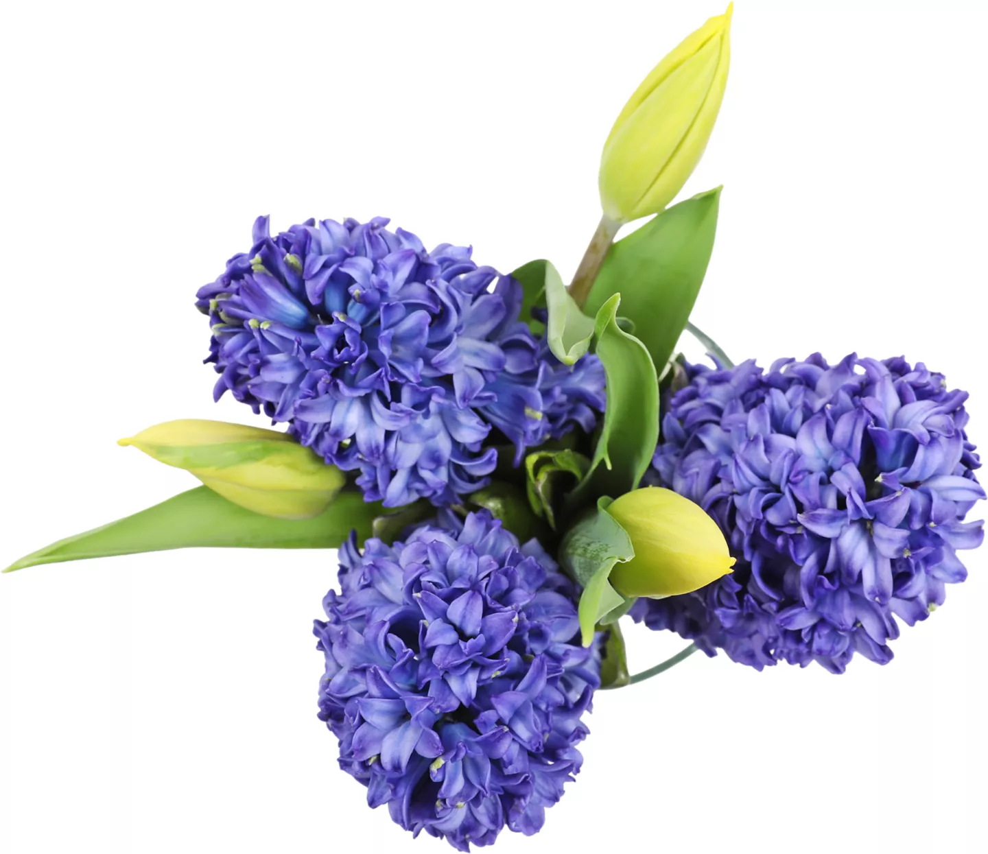 Buchet Zambile 3
