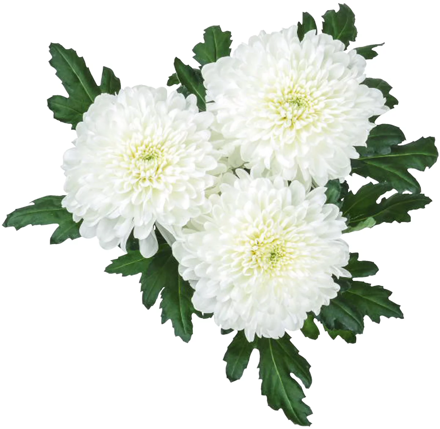 Buchet Crizanteme