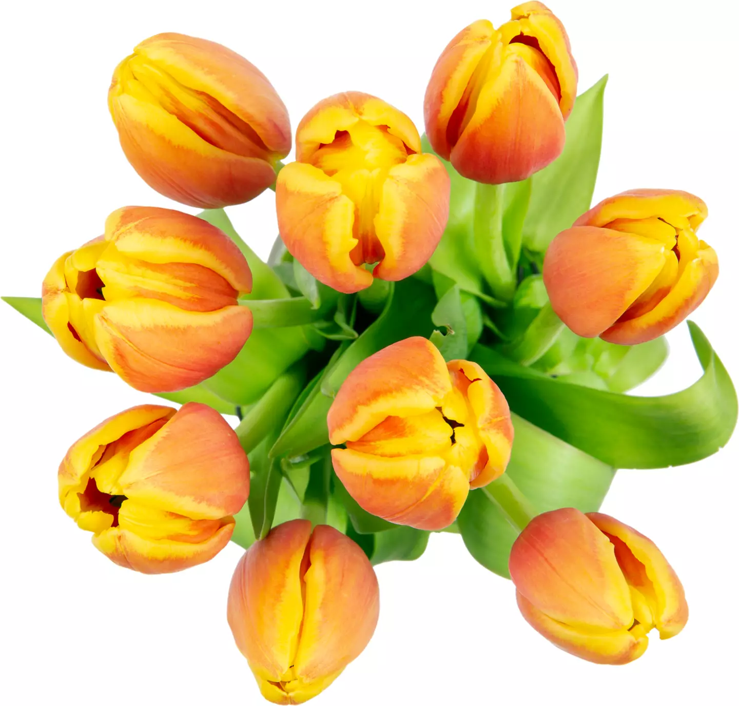 Buchet lalele doua culori 9 fire buc