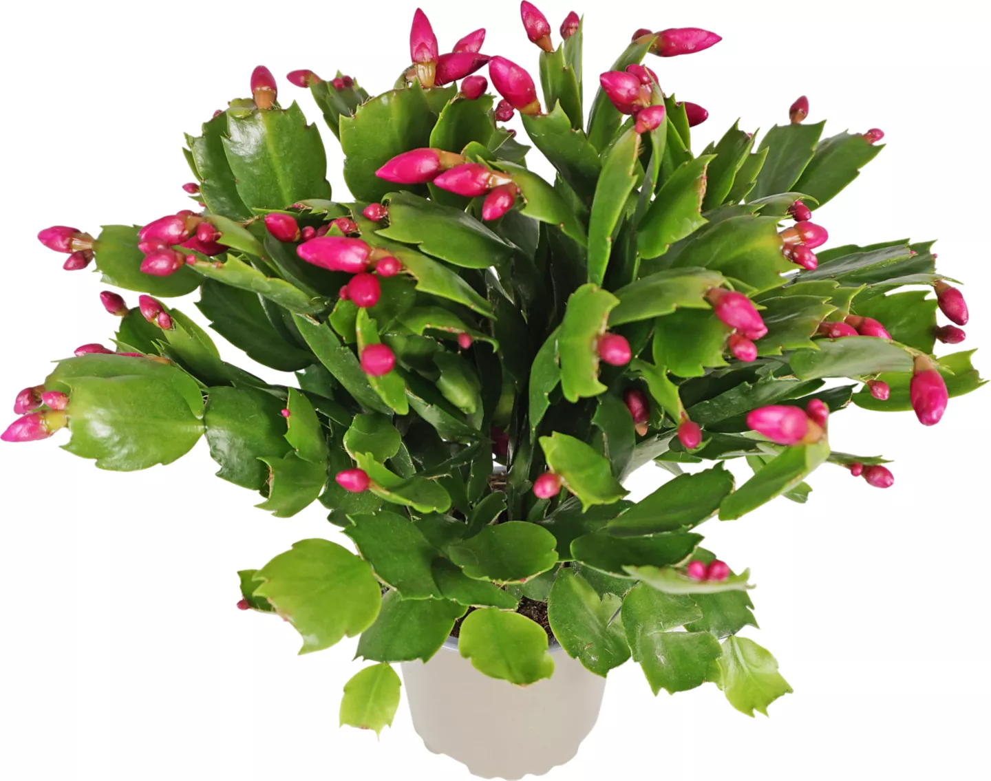 Schlumbergera 13