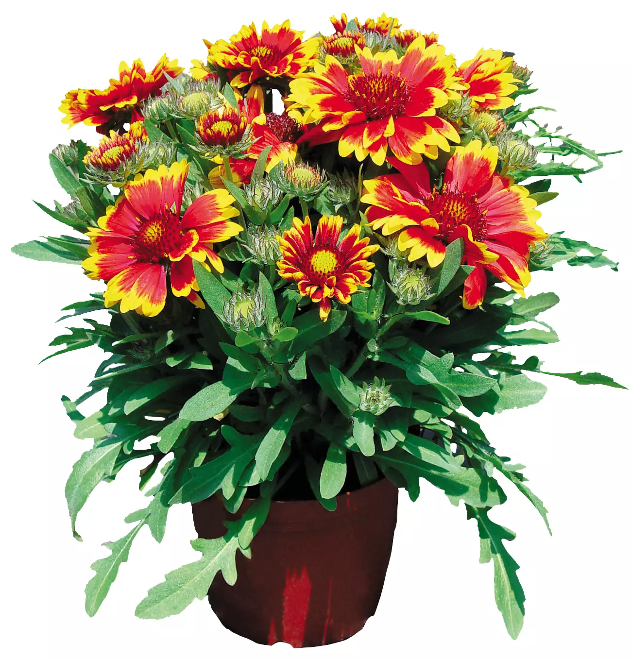 Gaillardia
