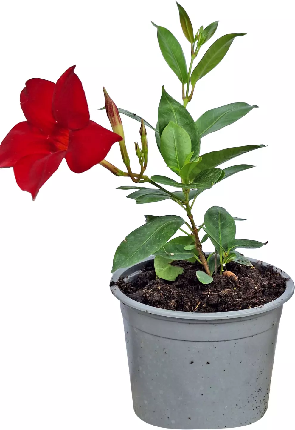 Dipladenia 13 cm
