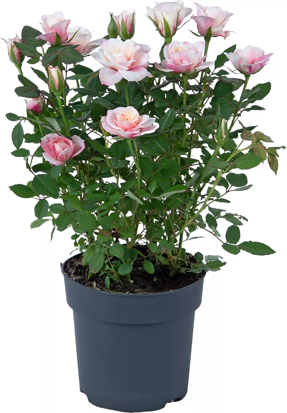 Rosa trandafir