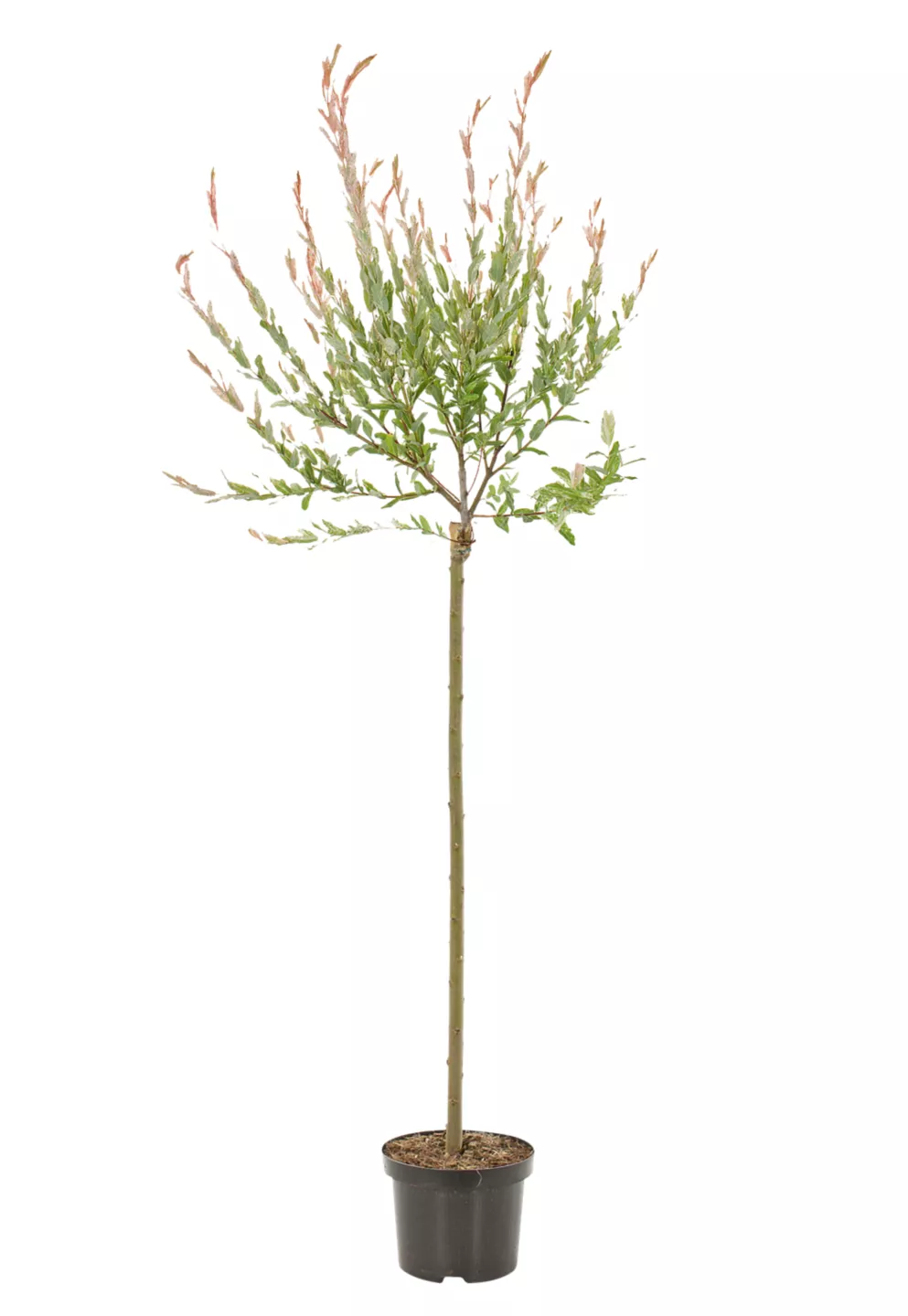 Salix 14 cm