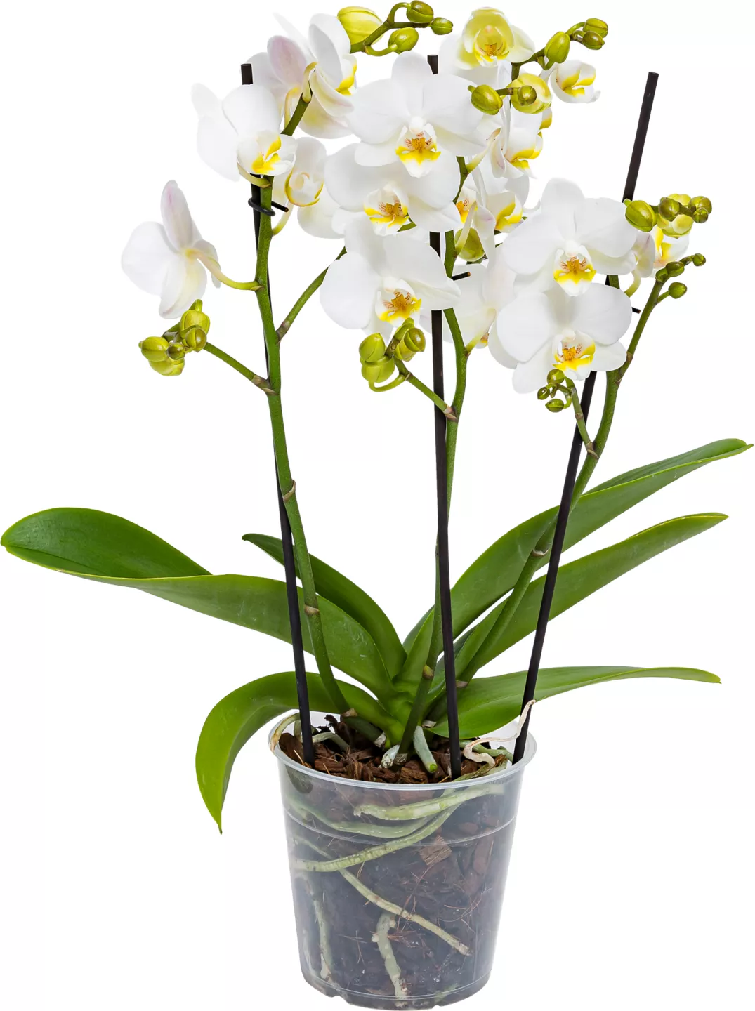Orhidee Phalaenopsis