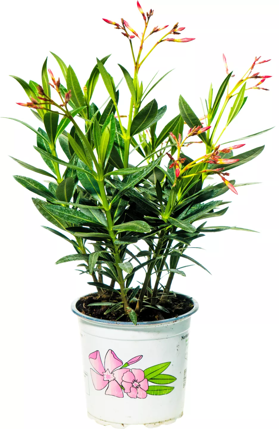 Oleander 13