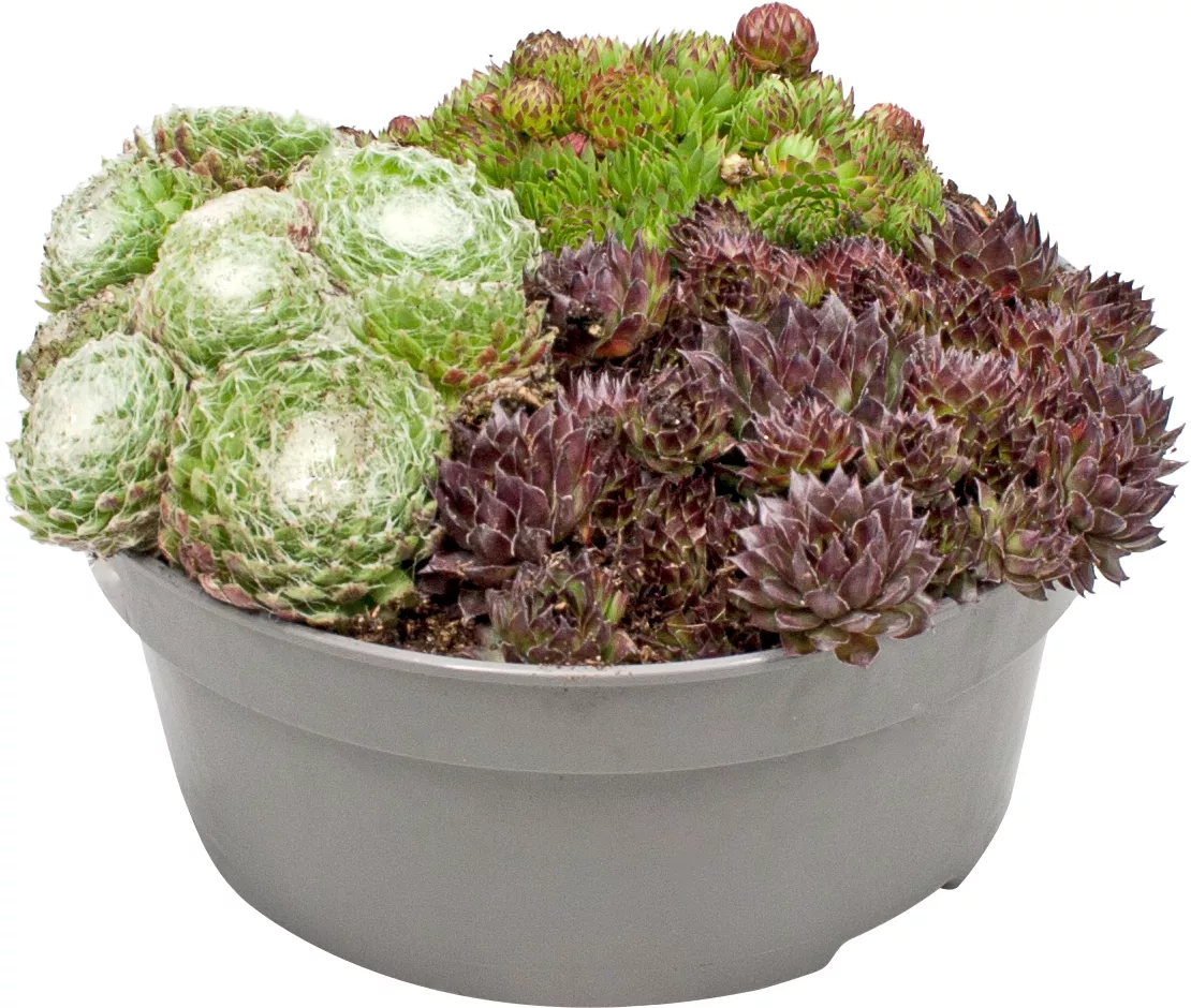 Sempervivum Schale 2