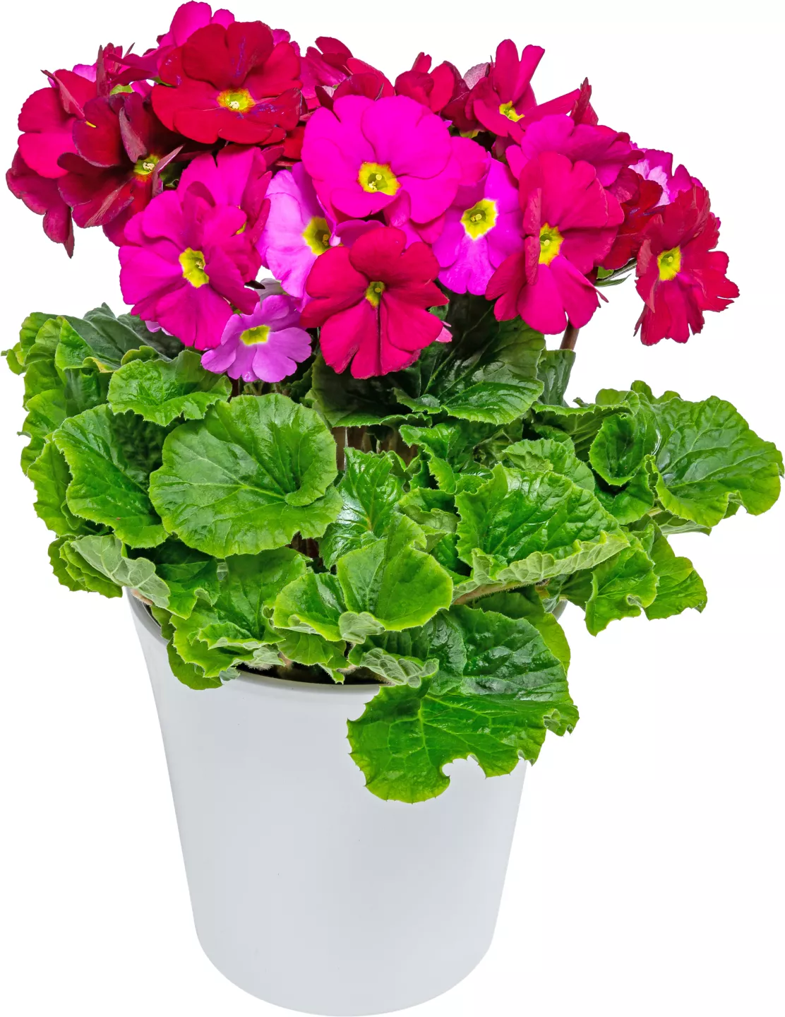 Primula Obconica 9 C