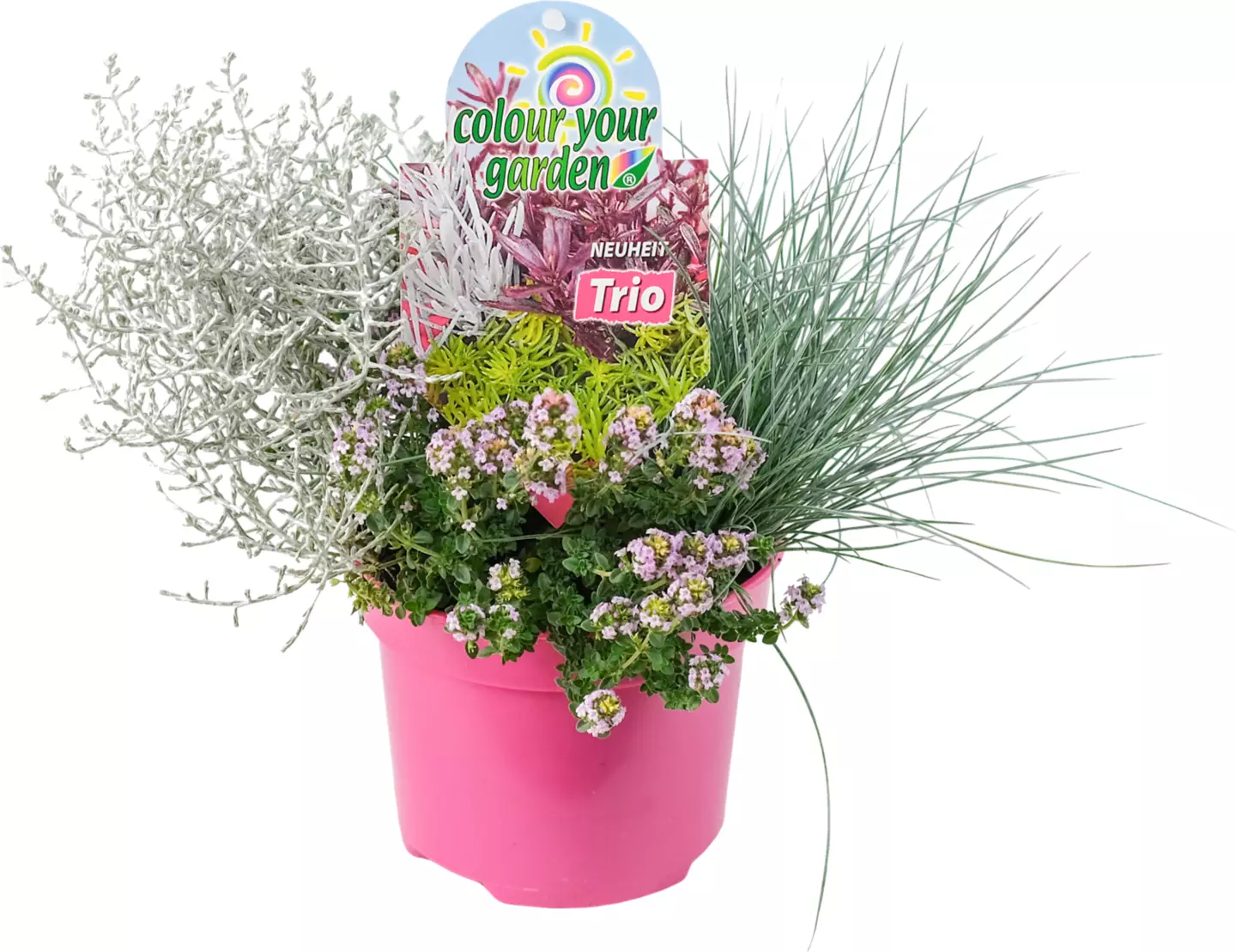 Display Chio Delight