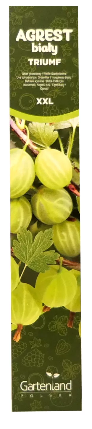 Decoratiune Paste