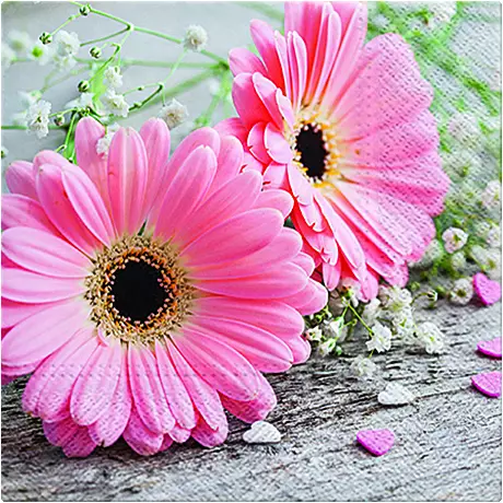 Servetele Gerbera