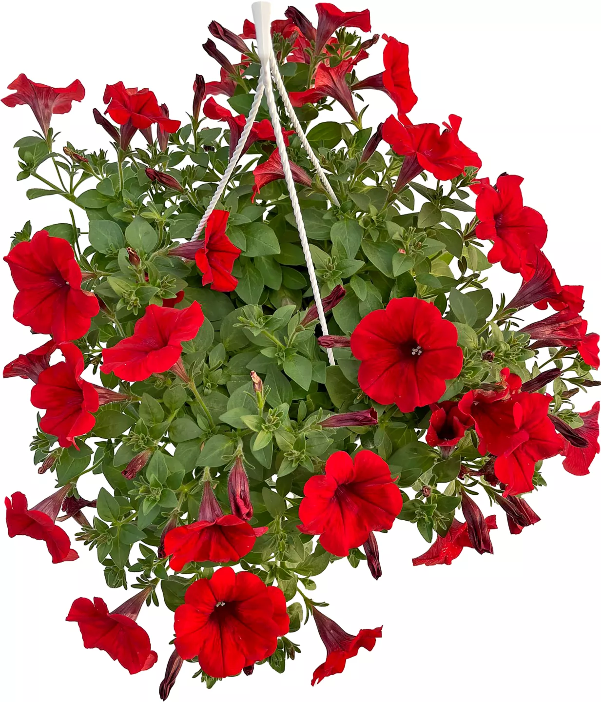 Petunia Petunia