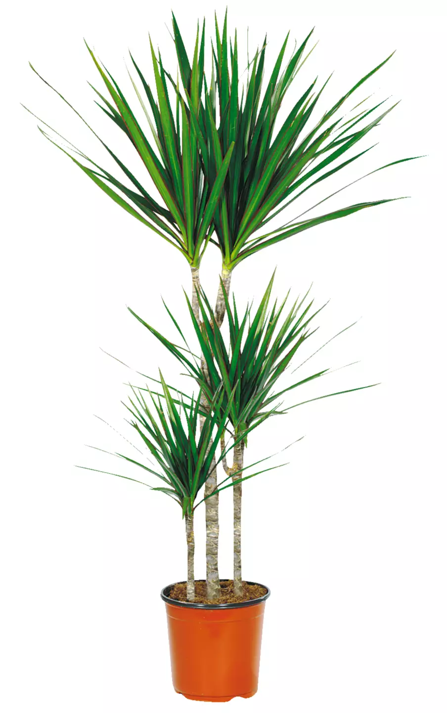 Guzmania 12 cm