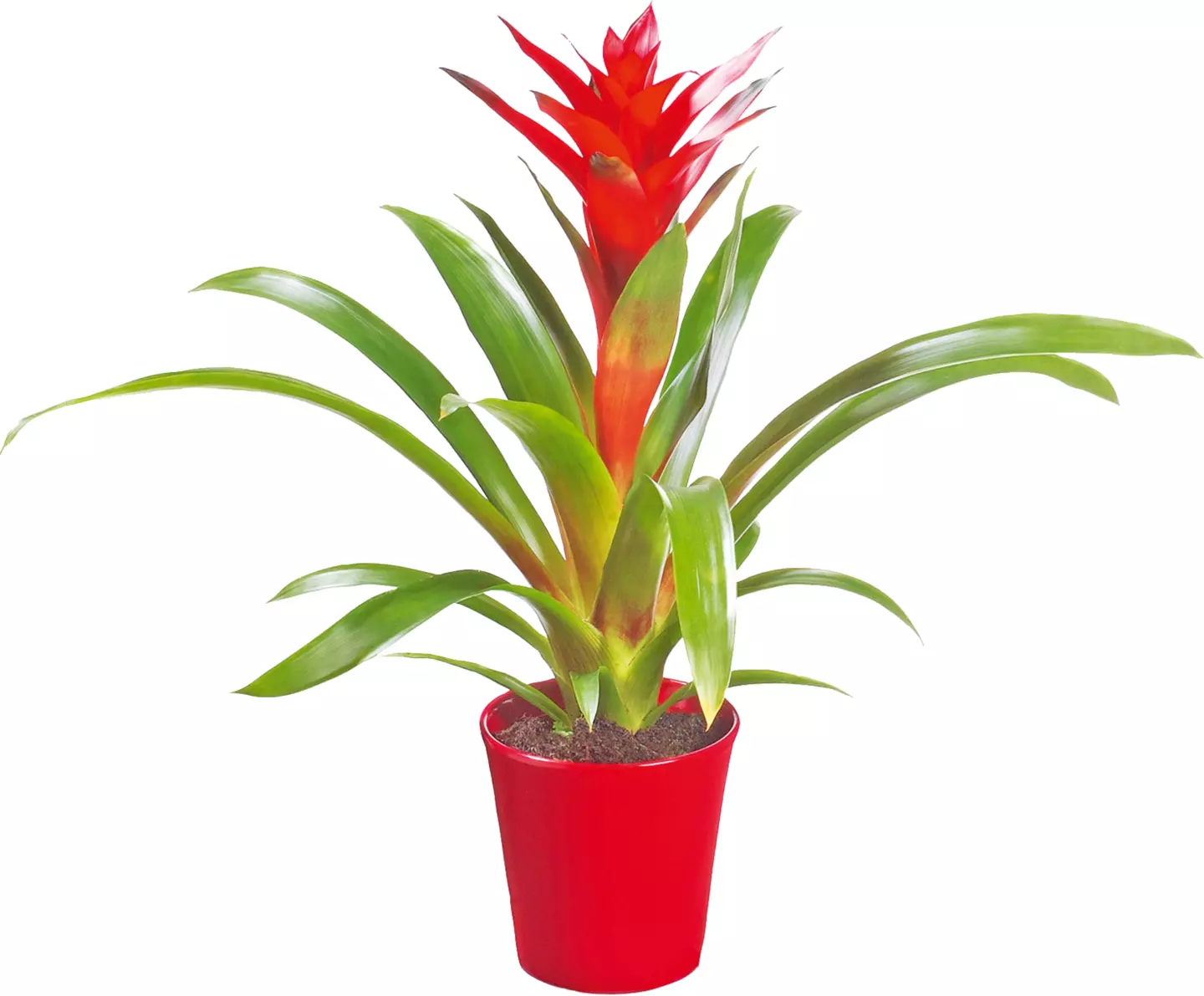 Guzmania 8,5