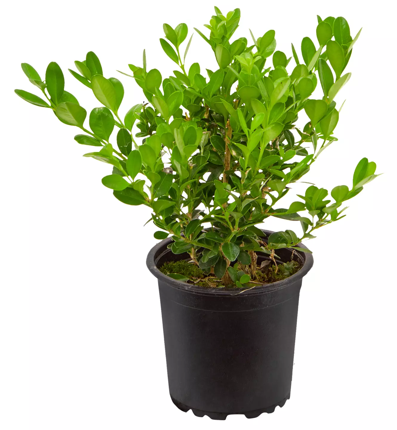 Buxus