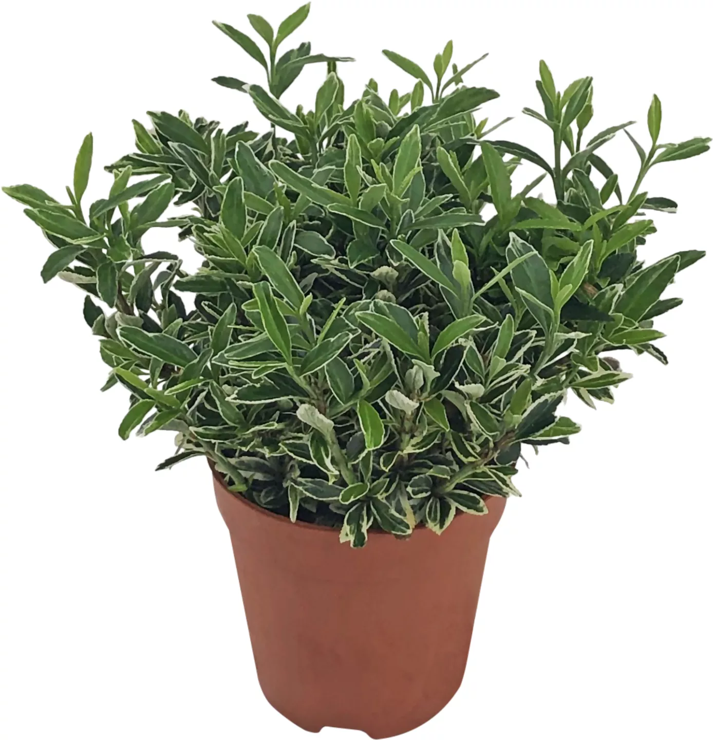 Euonymus 9 cm