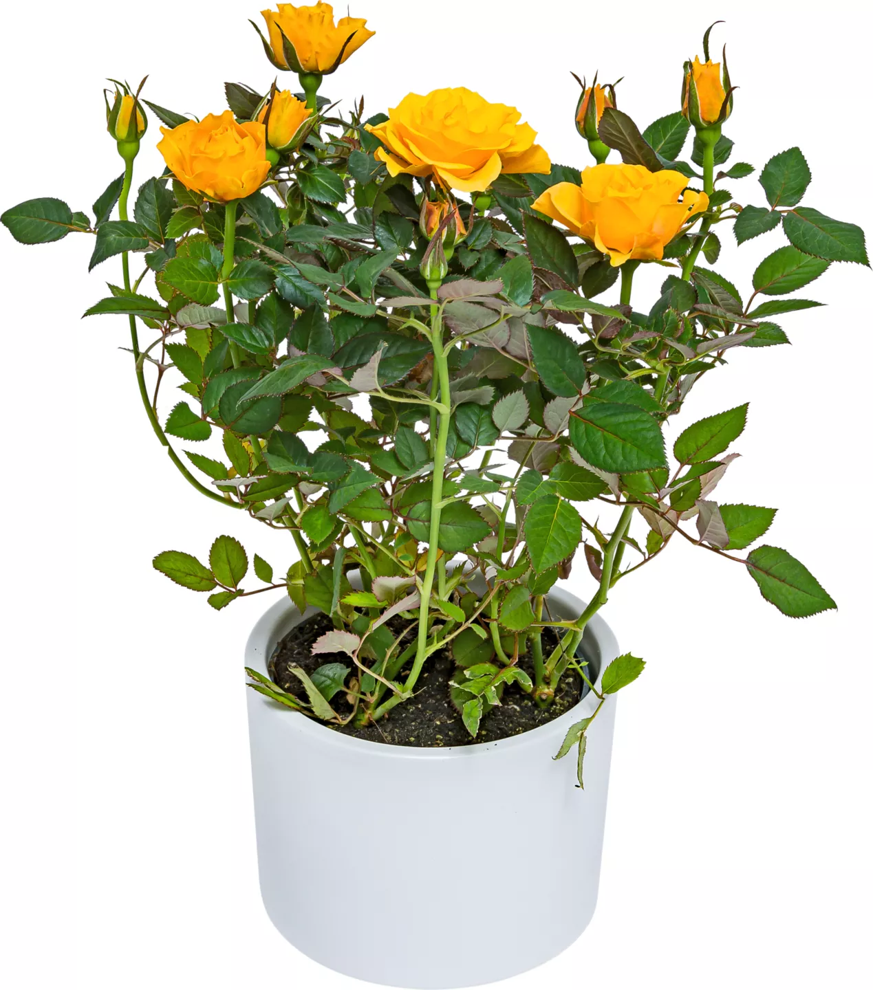 Rosa-trandafiri