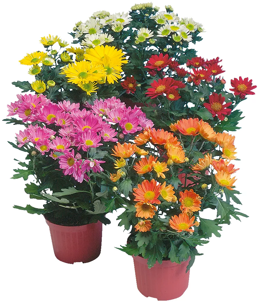 Aphelandra 13