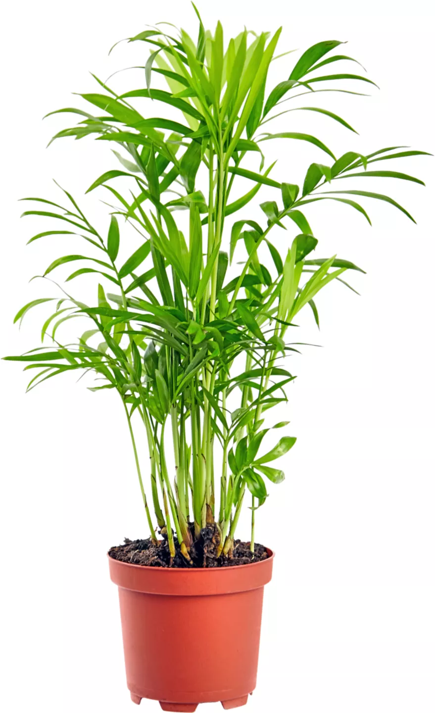 Mix Plante Verzi
