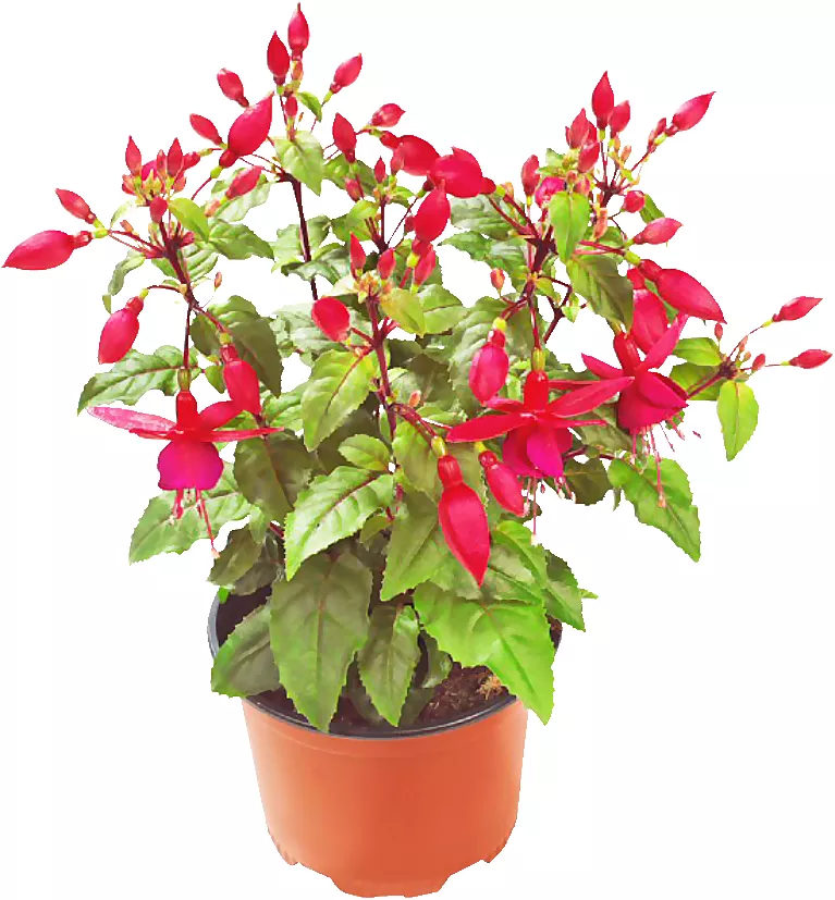 Fuchsia 11 cm Ro