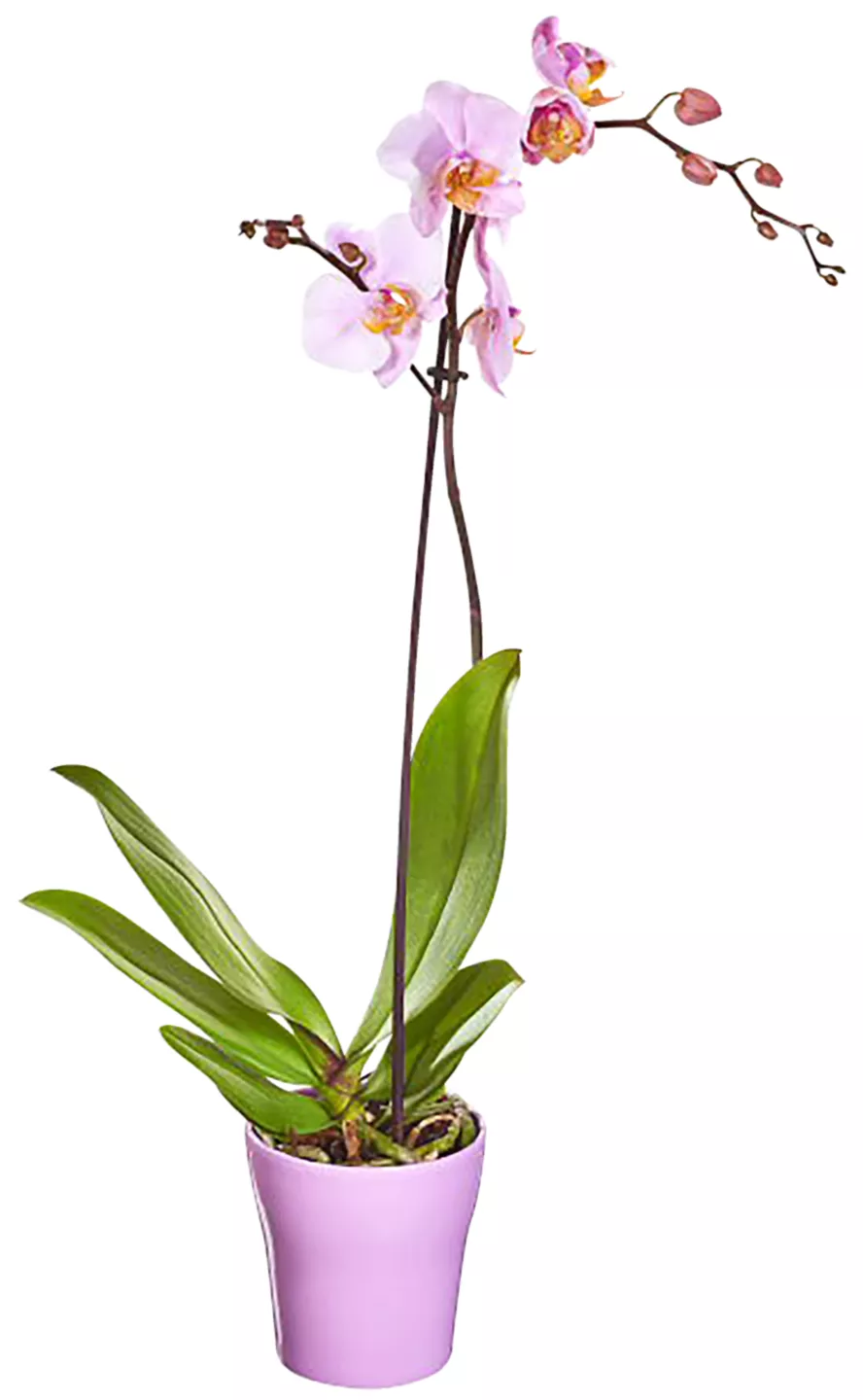 Orhidee Phalaenopsis 12 cm buc