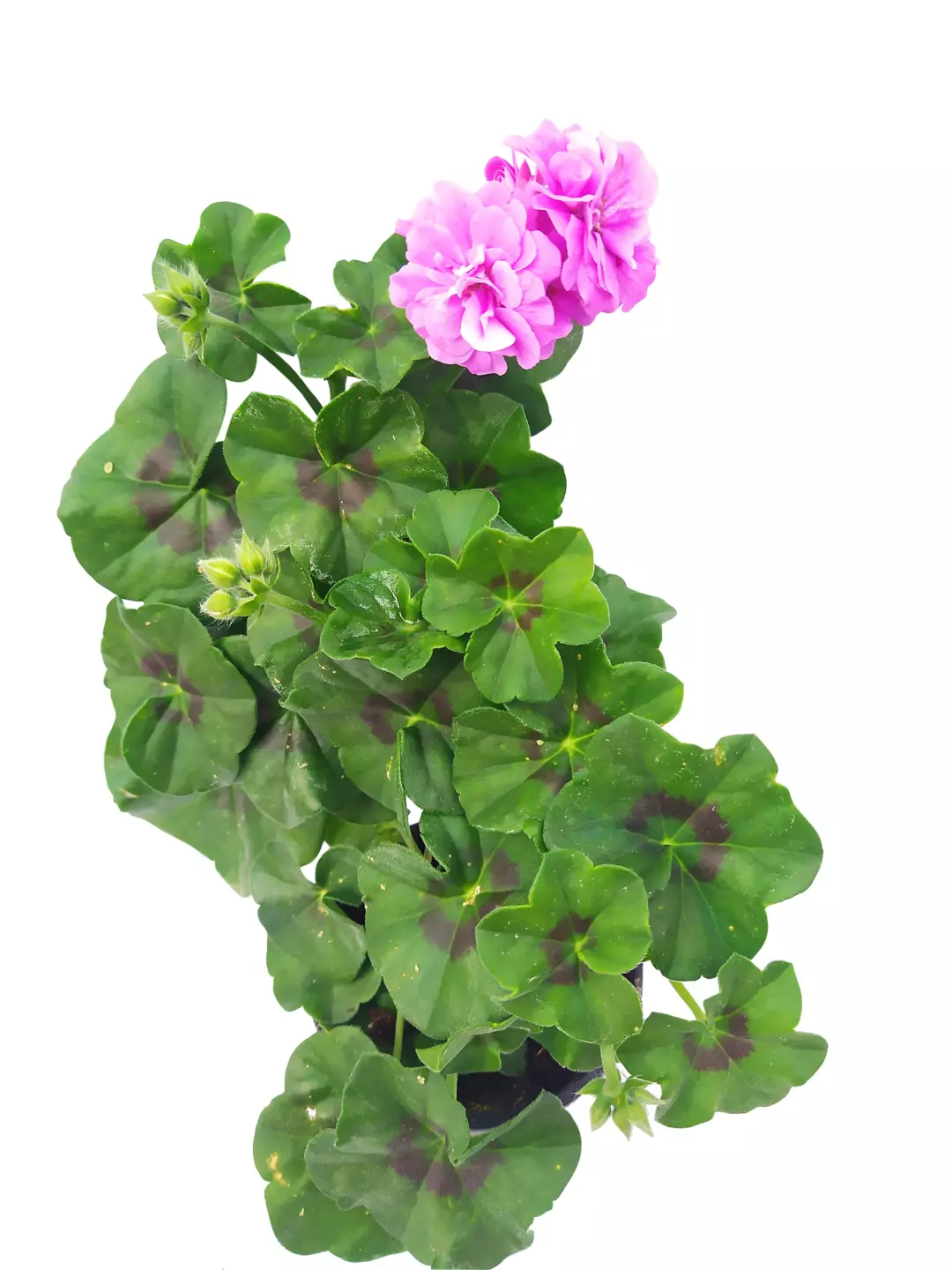 Chrysant 23 cm