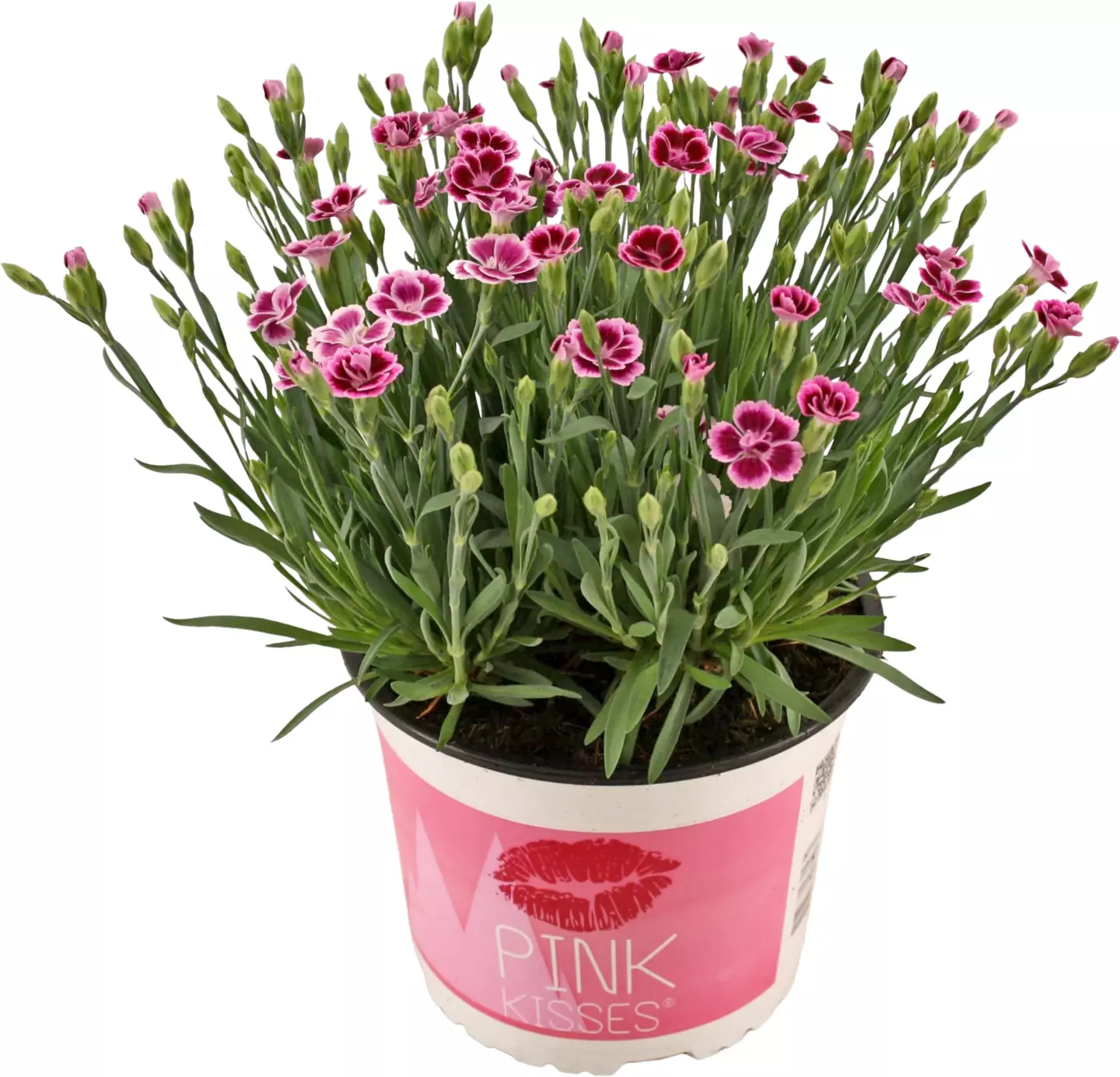 Dianthus