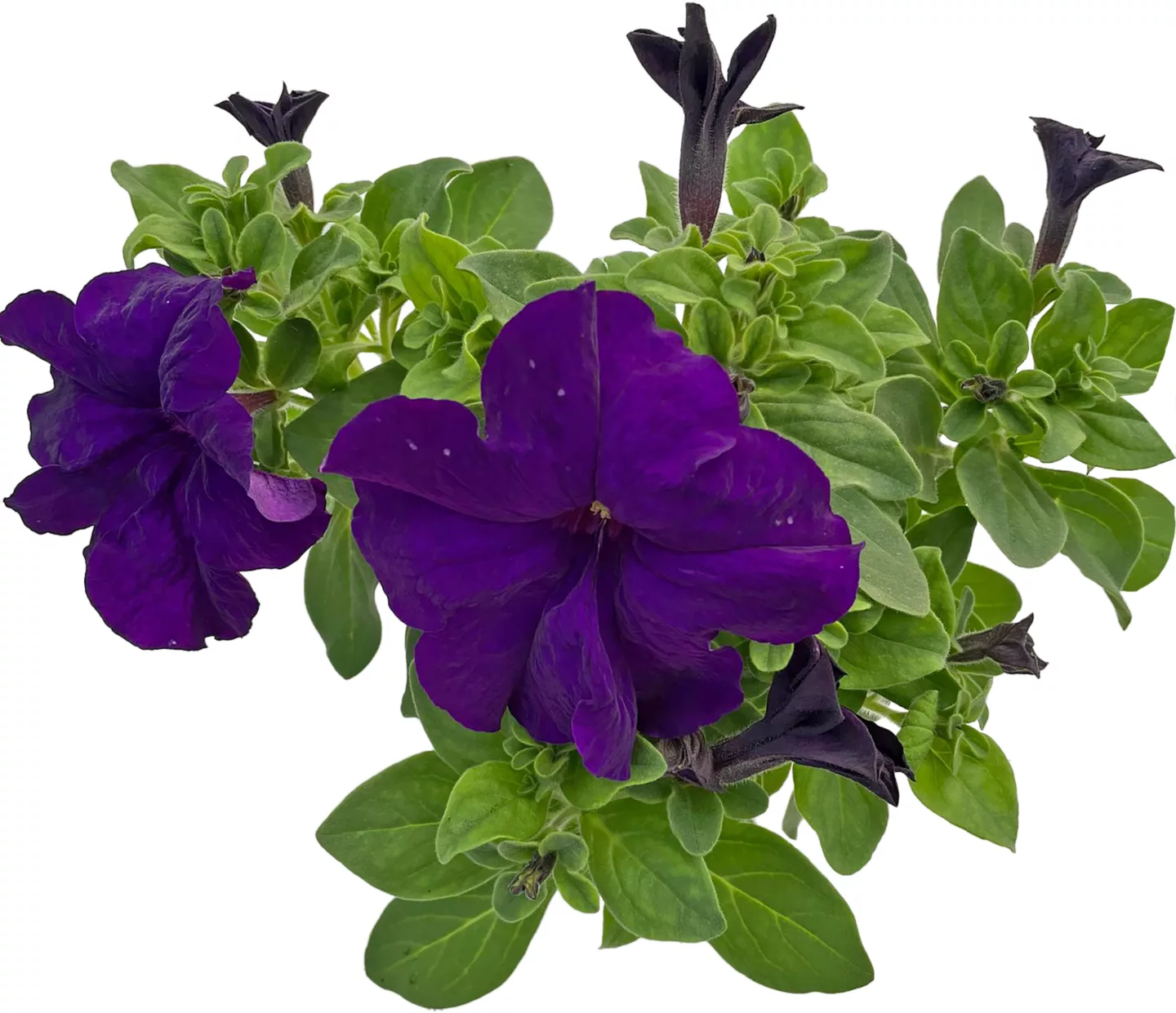 Petunia Petunia
