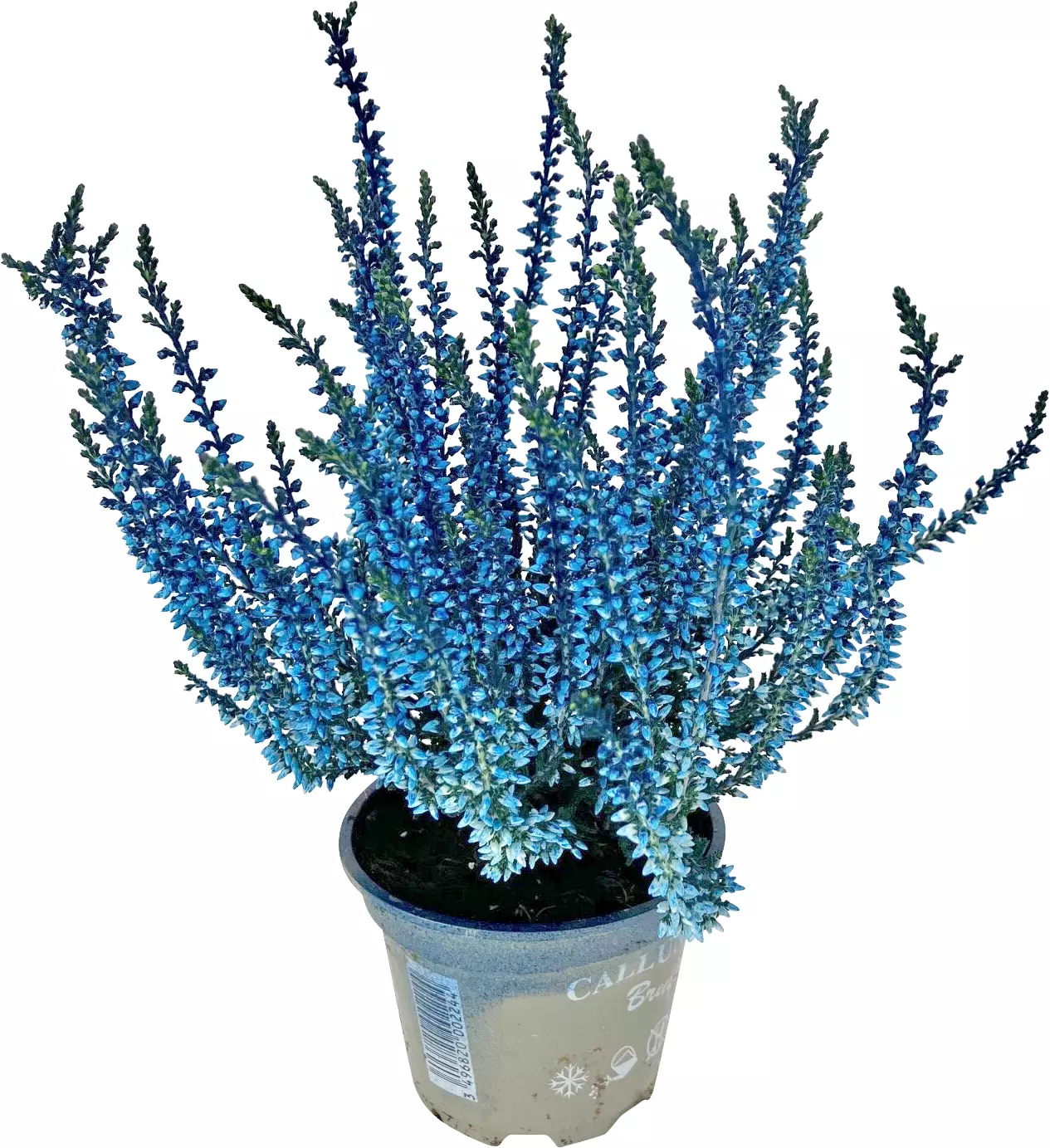 Calluna