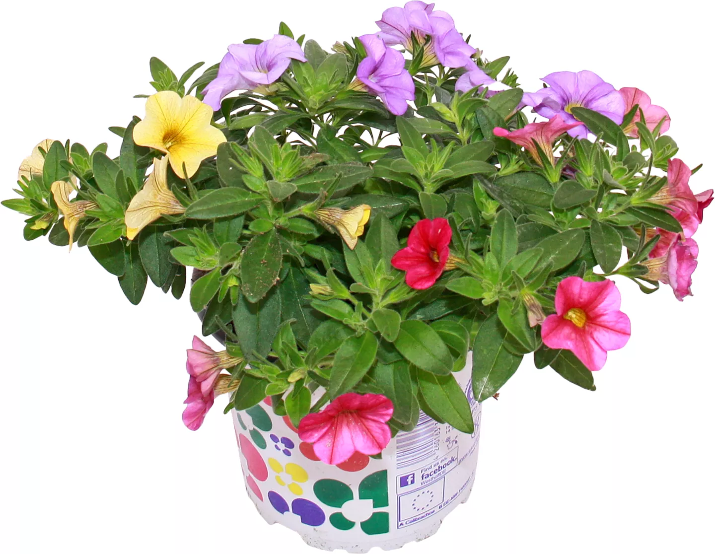 Calibrachoa 12 cm