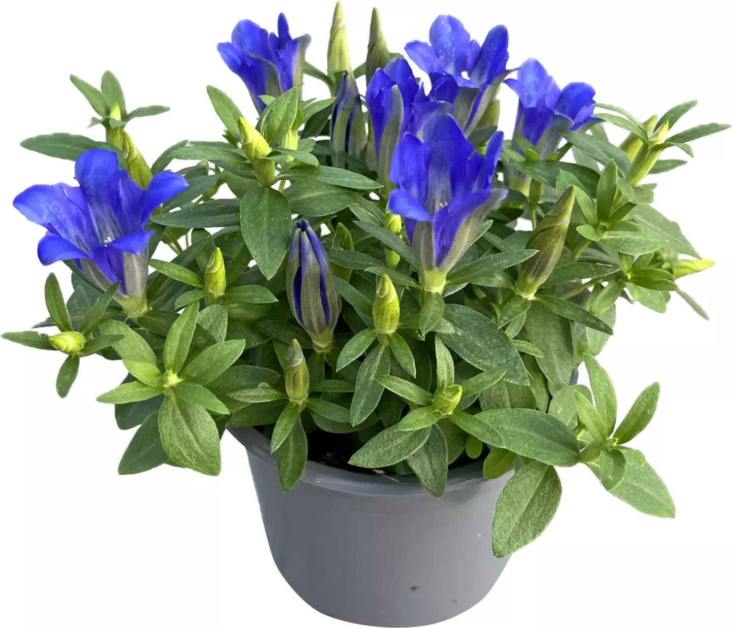 Gentiana 13 cm