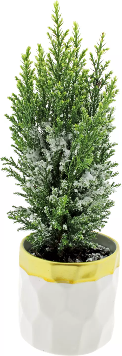 Conifer Decorativ