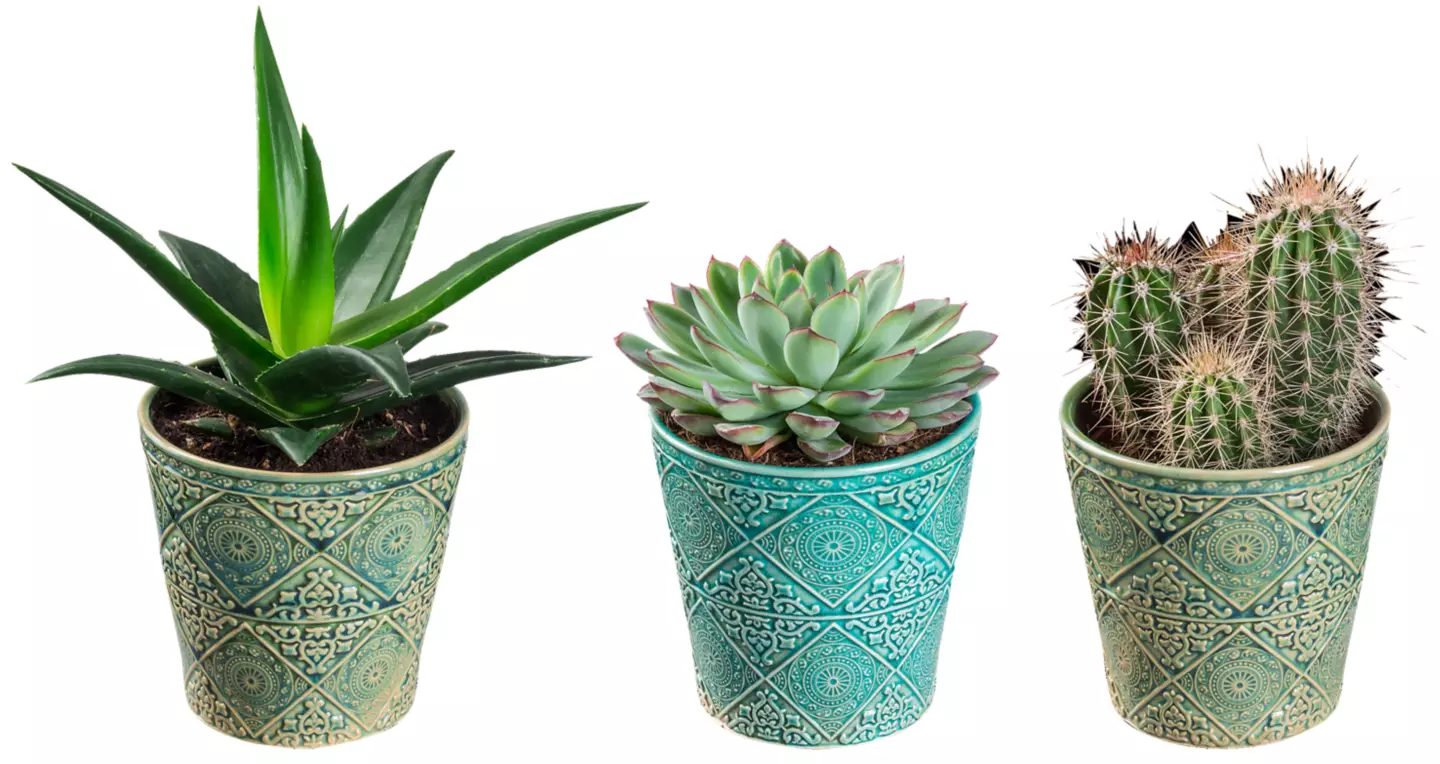 Cactus Decorat 5 5