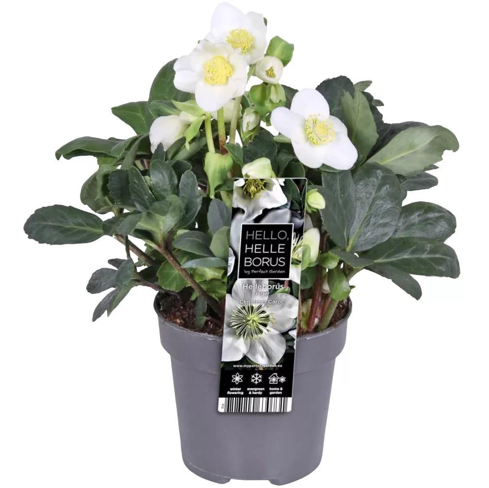 Helleborus