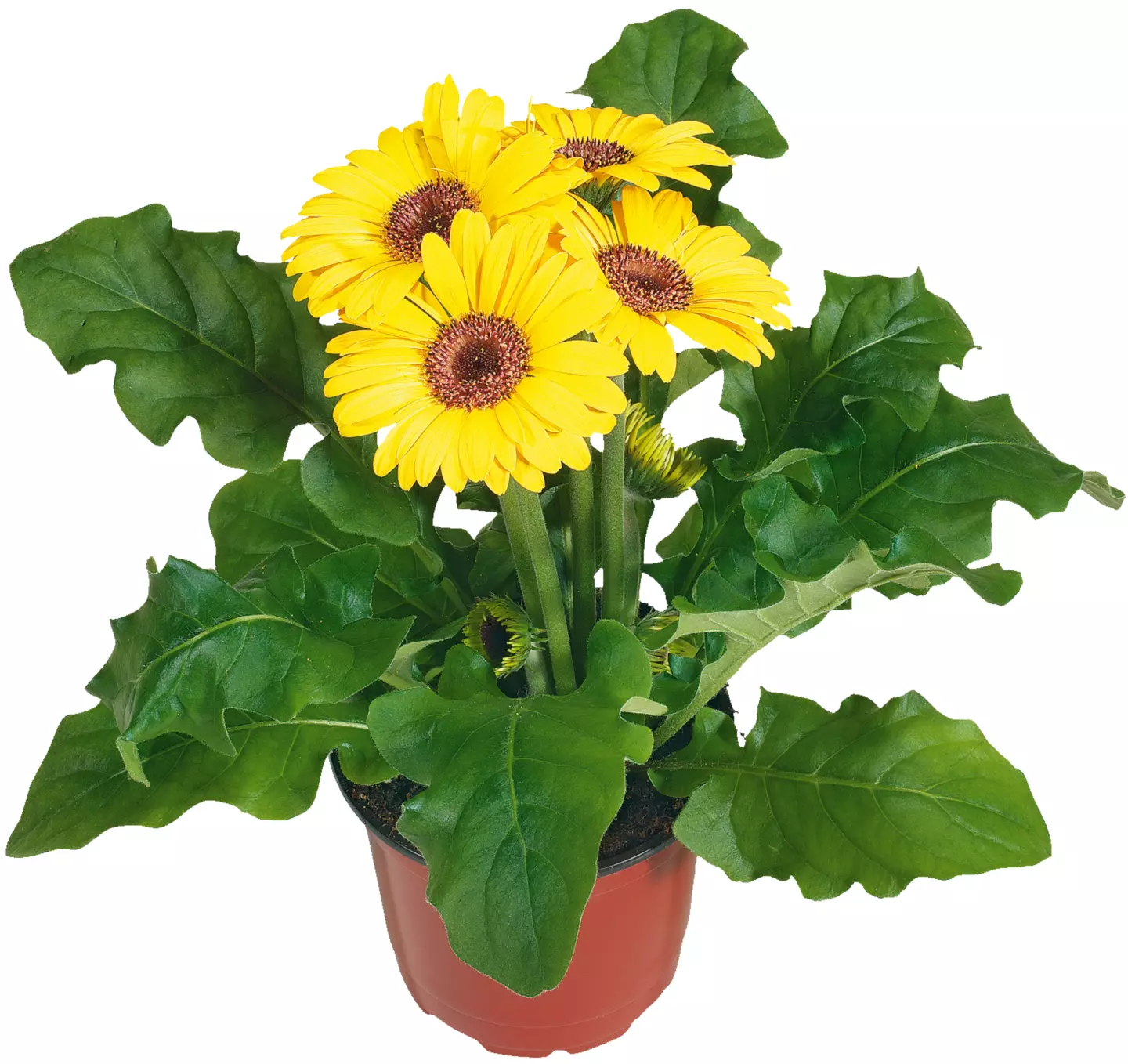 Primula Obcon 12