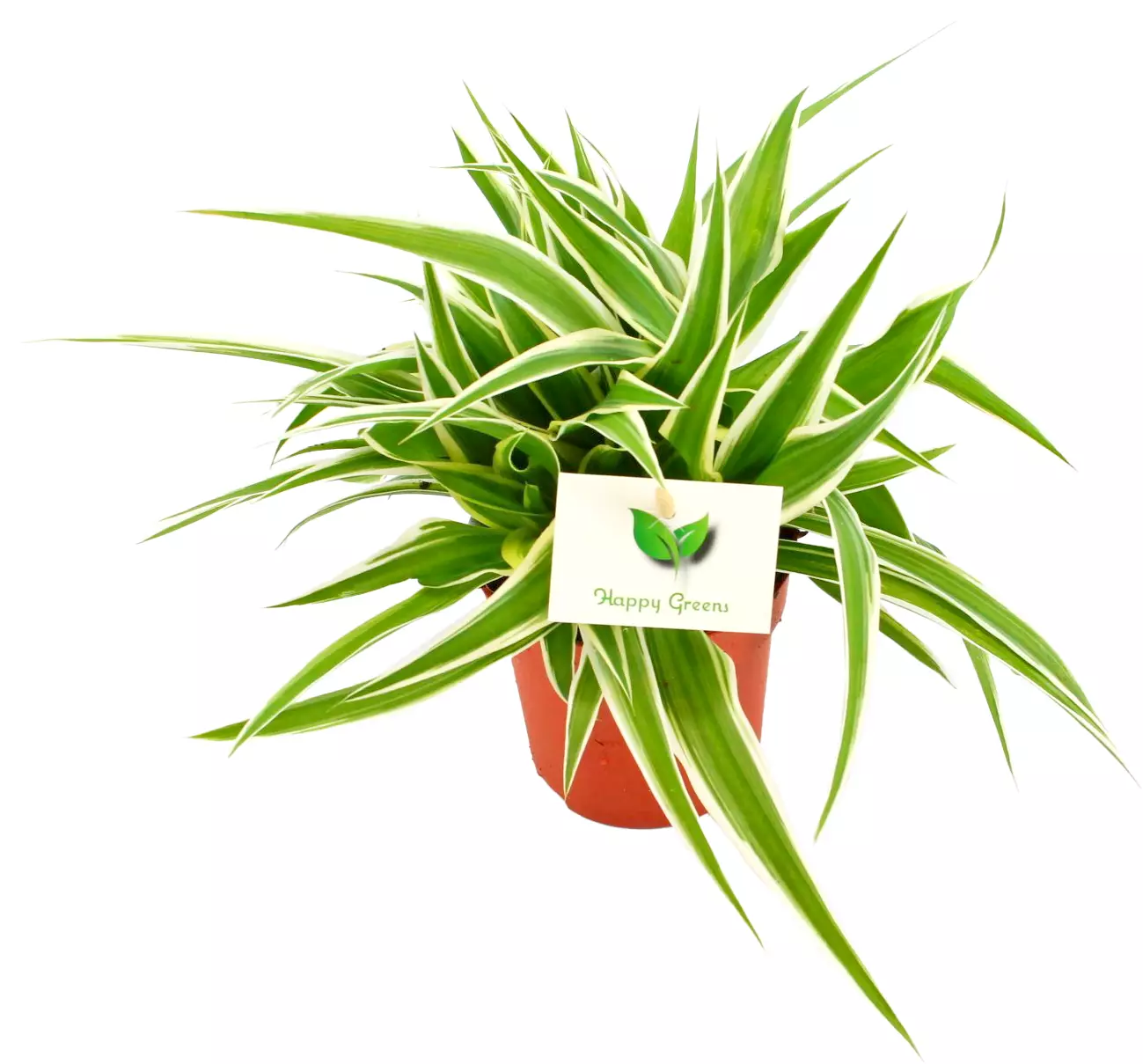 Chlorophytum