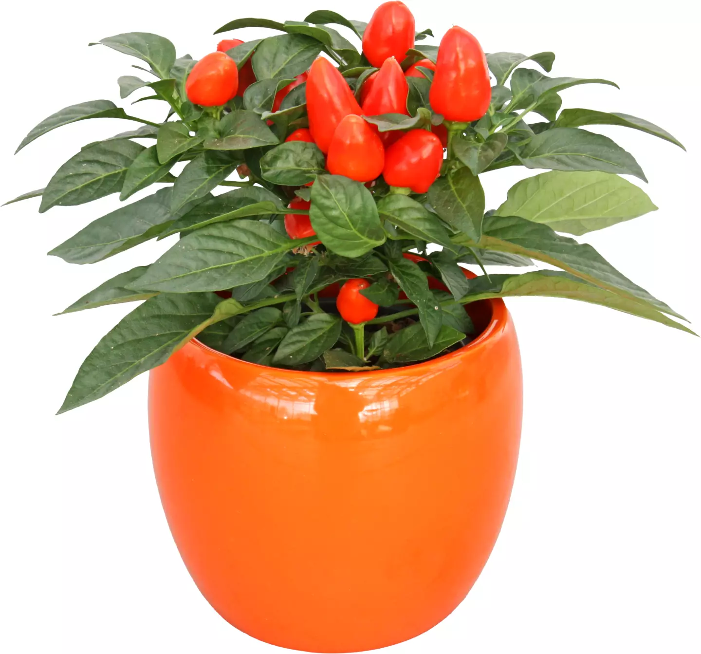 Capsicum Vas Ceramic
