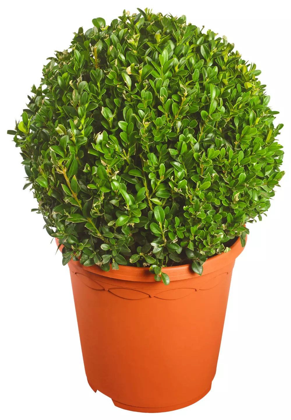 Cataranthus