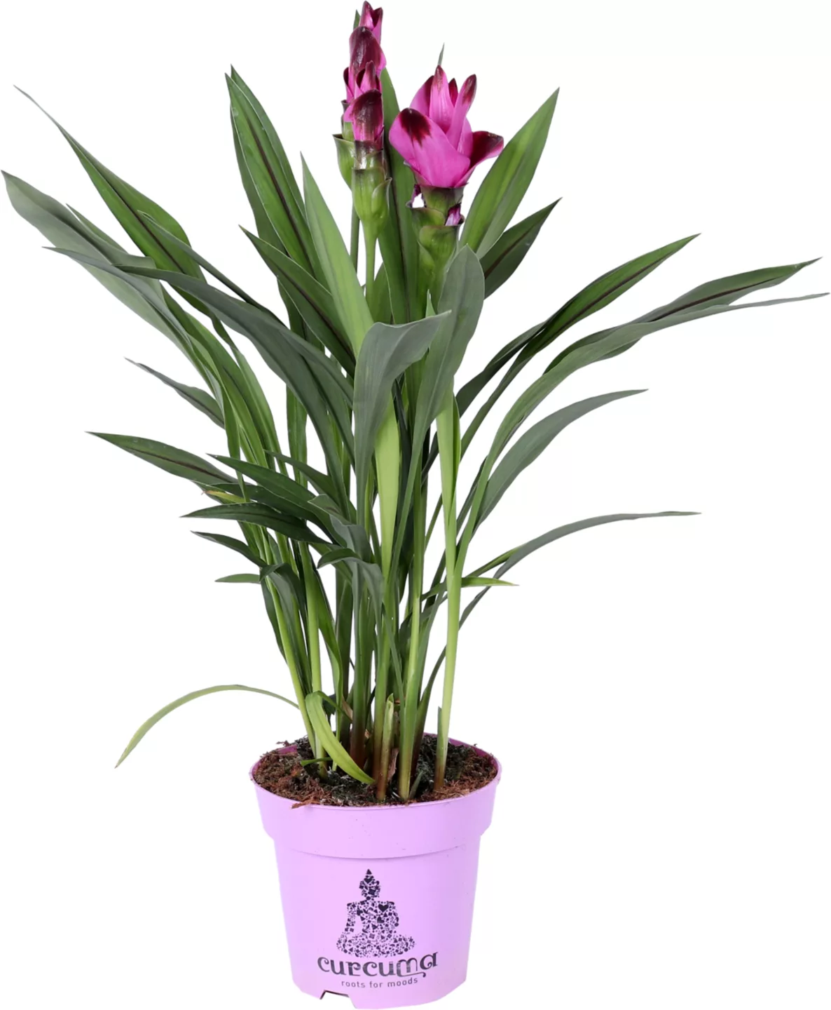 Curcuma 14 cm